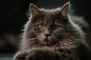 7 Fakta Menarik Mengenai Kucing Maine Coon