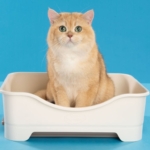 Rekomendasi Pasir Kucing Serap Bau di Ruangan Indoor