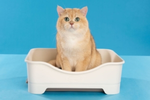 Rekomendasi Pasir Kucing Serap Bau di Ruangan Indoor