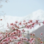 【Keajaiban Sisa Salju × Bunga Sakura】Bagaikan dunia lain dengan ketinggian 1.900 meter di atas per- mukaan laut. Nikmati akses istimewa wisata “Dinding Salju” dan “Permainan Salju Musim Semi” di Desa Otari, Prefektur Nagano. Operasi khusus musim semi awal berlangsung hingga 6 Mei, serta Taman Alam Tsugaike dibuka mulai 6 Juni.