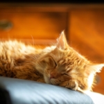 Durasi Ideal Kucing Dewasa Tidur