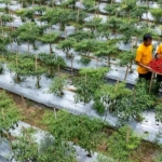 Ketika Mantan PETI Bersama-sama Membangun Pongkor