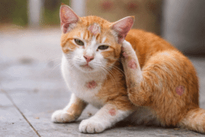 Penyebab dan Cara Atasi Jamur Pada Kucing