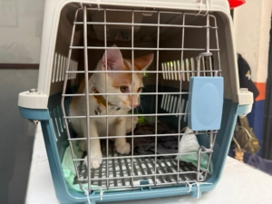 Mudik Bersama Hewan Peliharaan Kian Jadi Pilihan, KAI Logistik Catat 13.435 Pengiriman Hewan Peliharaan Selama Ramadan – IdulFitri