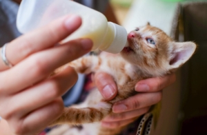 Panduan Memberikan Susu pada Anak Kucing Sesuai Kebutuhan