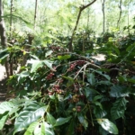 Holding Perkebunan Nusantara Dorong Kinerja Kopi PalmCo Tetap Solid di Tengah Tekanan Cuaca