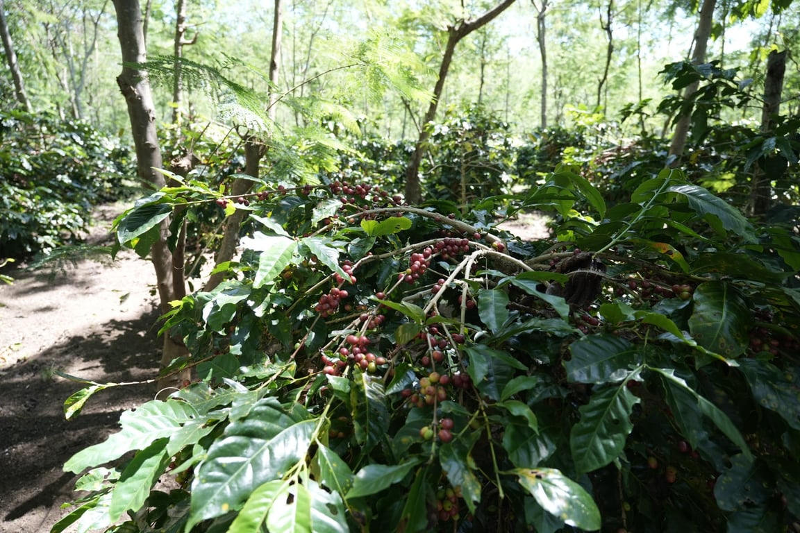 Holding Perkebunan Nusantara Dorong Kinerja Kopi PalmCo Tetap Solid di Tengah Tekanan Cuaca