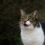 Mengenal Berbagai Suara Kucing dan Maknanya