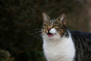 Mengenal Berbagai Suara Kucing dan Maknanya