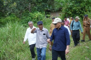 Didorong Kementan, Holding Perkebunan Nusantara Percepat Hilirisasi Gambir Nasional