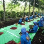Holding Perkebunan Nusantara Terus Perkuat Daya Saing Global, Ekspor Kopi Ijen PalmCo Tembus AS dan Inggris
