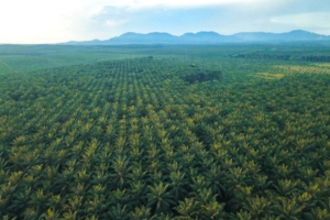 Gangguan Premanisme di Perkebunan Sawit Ancaman Nyata bagi Ketahanan Energi Nasional.