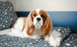 Kenapa Cavalier King Charles Spaniel Jadi Salah Satu Doggy Favorit Pecinta Hewan
