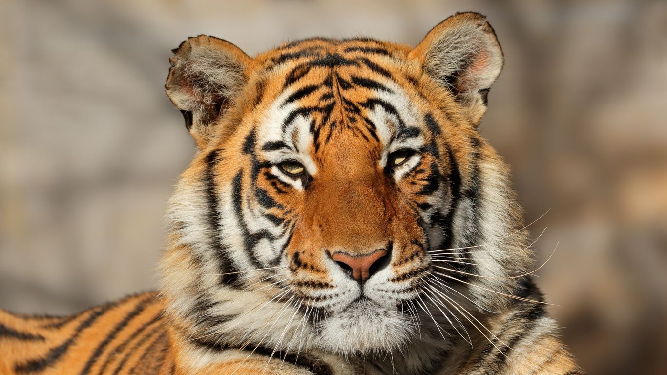 India Dorong Aliansi Global untuk Lindungi Kucing Besar Dunia lewat IBCA Summit 2026
