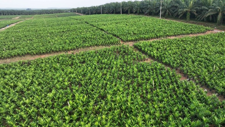 Holding Perkebunan Nusantara melalui PTPN IV PalmCo Akselerasi Peremajaan Sawit Petani di Riau Perkuat Implementasi Program B50