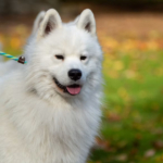 Anjing Samoyed, Ciri Karakter dan Cara Merawatnya