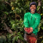 Kebun Kopi Ijen, Warisan yang Terus Menghidupi