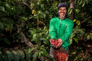Kebun Kopi Ijen, Warisan yang Terus Menghidupi